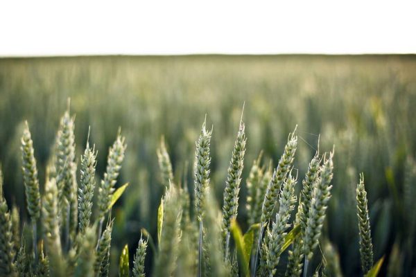 Strategic Partnership Boosts Books, Toys & Collectibles Performance