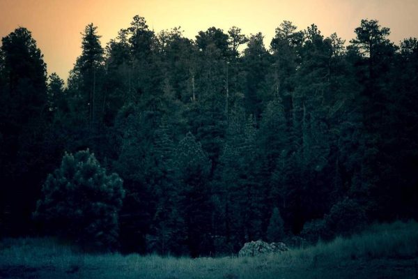 Strategic Partnership Boosts Confectionery & Gourmet Performance