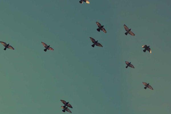 The Shilla Expands Airport Profiles & Case Studies Presence in Los Angeles