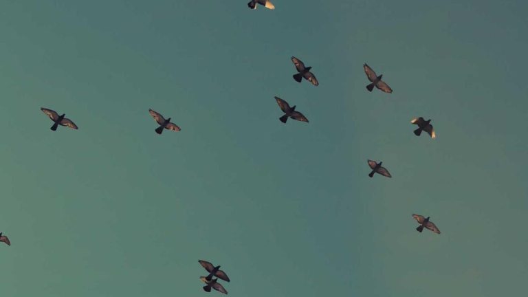 The Shilla Expands Airport Profiles & Case Studies Presence in Los Angeles